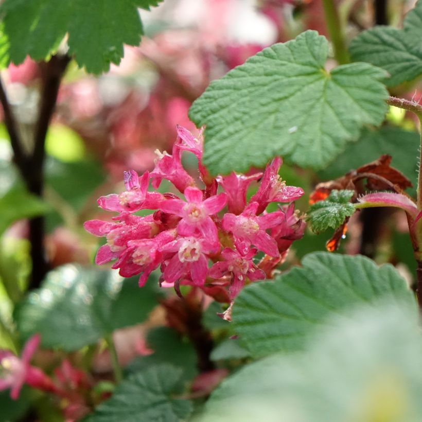 Ribes sanguineum Johannie PinkPomp - Groseillier à fleurs (Floraison)