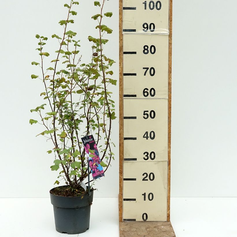 Spécimen de Ribes sanguineum Johannie PinkPomp - Groseillier à fleurs Pot de 4L/5L tel que livré en été