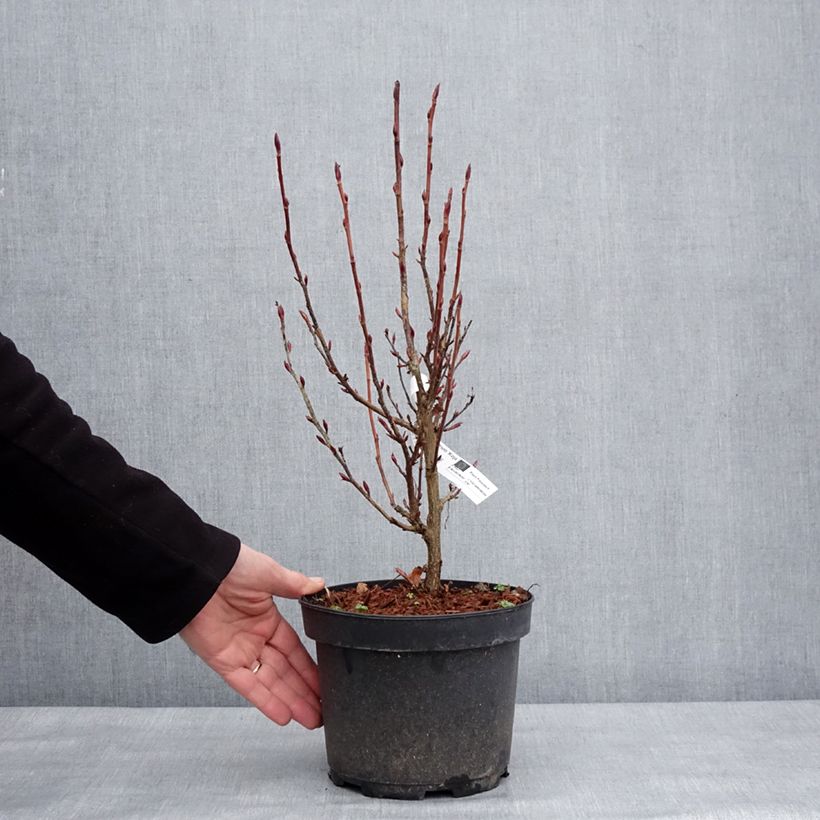 Spécimen de Ribes sanguineum Koja - Groseillier à fleurs Pot de 3L/4L tel que livré en hiver