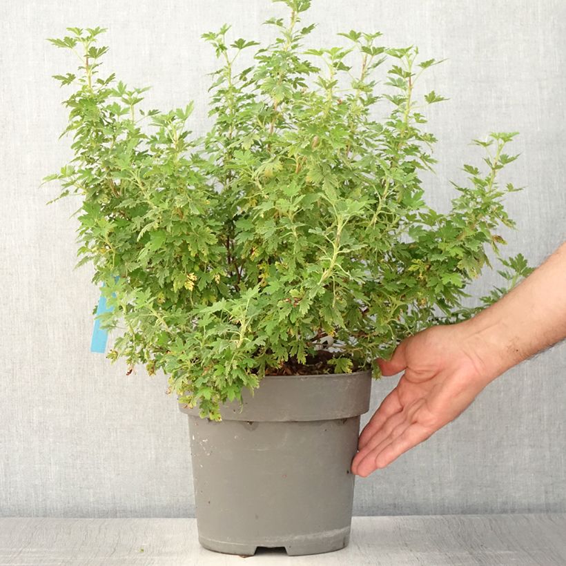 Spécimen de Ribes sanguineum Oregon Snowflake - Groseillier à fleurs Pot de 3L/4L tel que livré en été