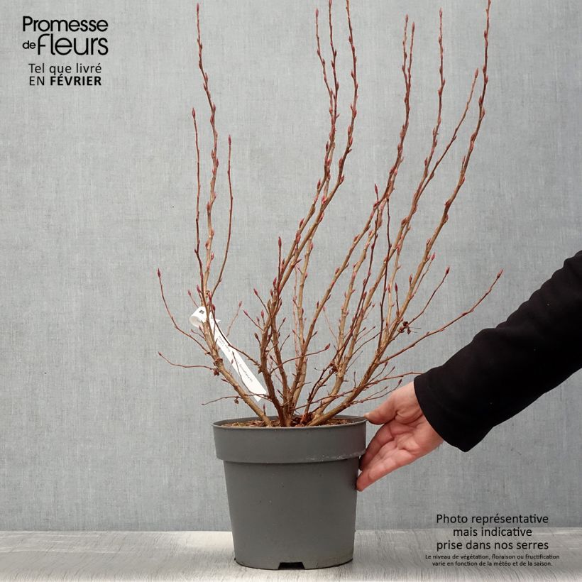 Spécimen de Ribes sanguineum Oregon Snowflake - Groseillier à fleurs Pot de 3L/4L tel que livré en hiver