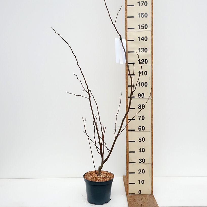 Example of Robinia margaretta Georgia da Torino - Robinier rose Pot de 7,5L/10L as you get in hiver