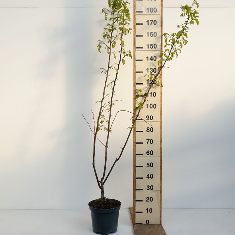 Spécimen de Robinia margaretta Georgia da Torino - Robinier rose Pot de 7,5L/10L tel que livré au printemps