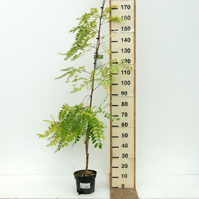 Spécimen de Robinia pseudoacacia Altdorf - Robinier faux acacia doré Pot de 4L/5L tel que livré en été