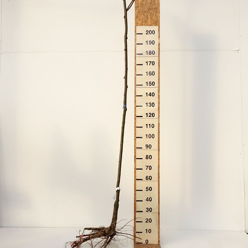 Example of Robinia pseudoacacia Casque Rouge - Robinier faux acacia  Racines nues, Tige, Tige 8/10 as you get in hiver