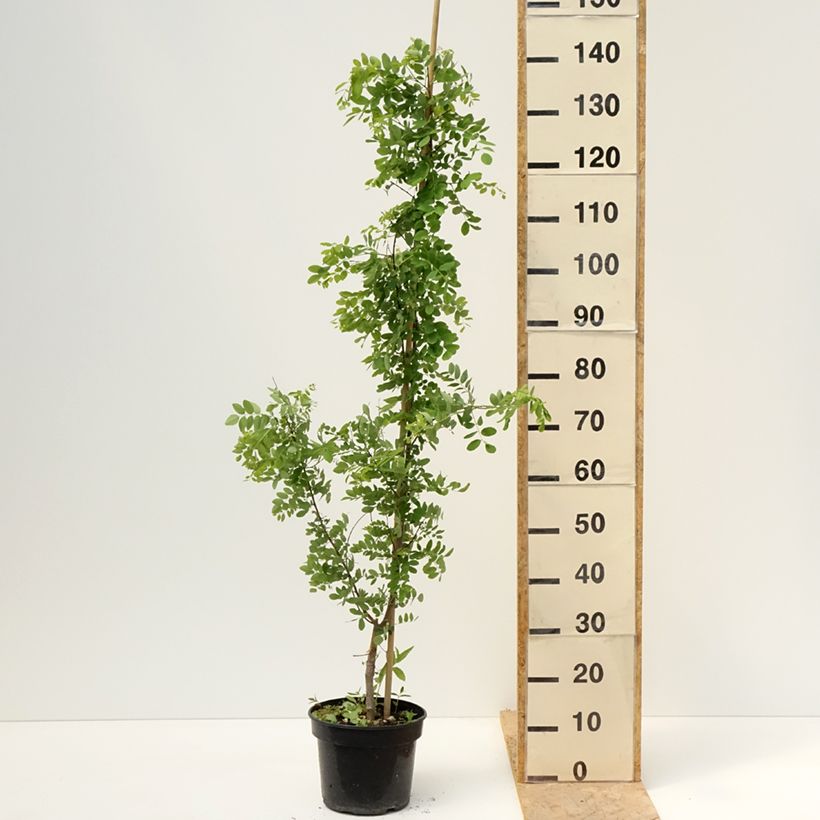 Spécimen de Robinia pseudoacacia Coluteoides - Robinier faux acacia Pot de 4L/5L, Greffé tel que livré au printemps