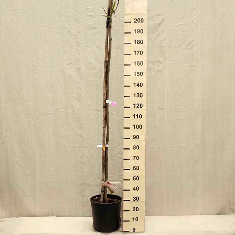 Example of Robinia pseudoacacia Frisia - Robinier doré  Pot de 12L/15L, Baliveau as you get in printemps