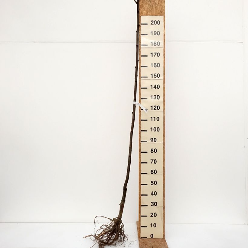 Example of Robinia pseudoacacia Frisia - Robinier doré  Racines nues, Tige, Tige 6/8 as you get in hiver