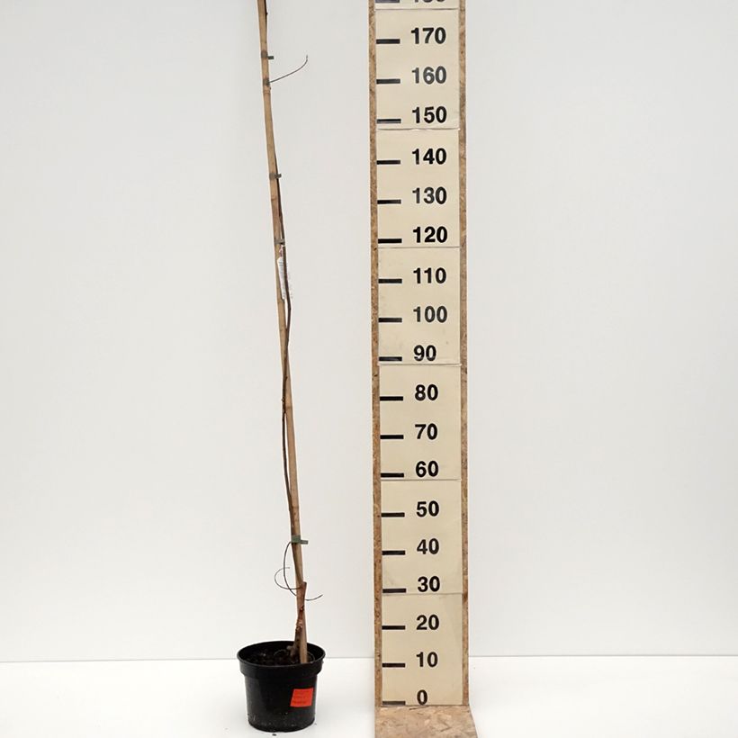 Spécimen de Robinia pseudoacacia Karolina Zamoyska - Robinier panaché Pot de 4L/5L tel que livré en hiver