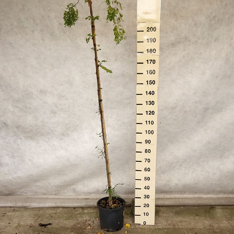 Spécimen de Robinia pseudoacacia Twisty Baby - Acacia nain tortueux. Pot de 7,5L/10L tel que livré en automne
