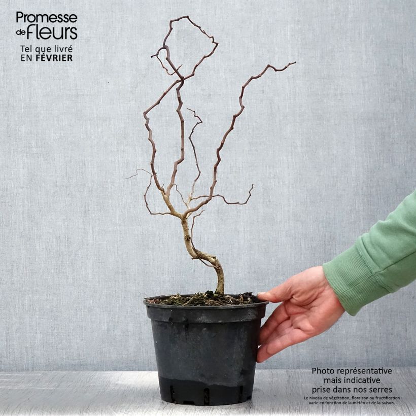 Example of Robinia pseudoacacia Twisty Baby - Acacia nain tortueux. Pot de 3L/4L as you get in hiver
