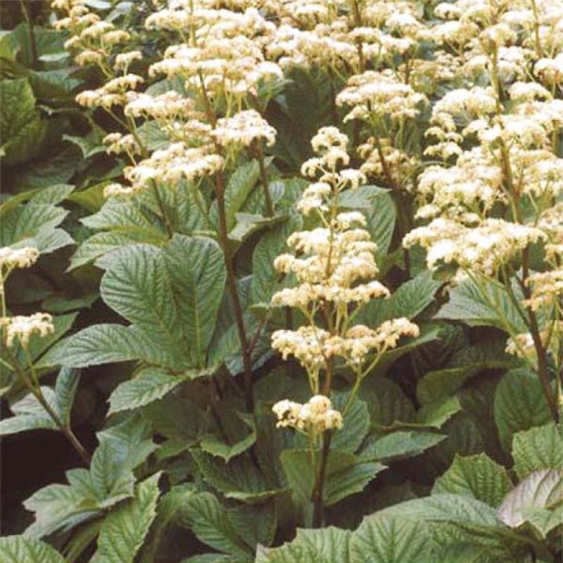 Rodgersia Aesculifolia Irish Bronze (Plant habit)