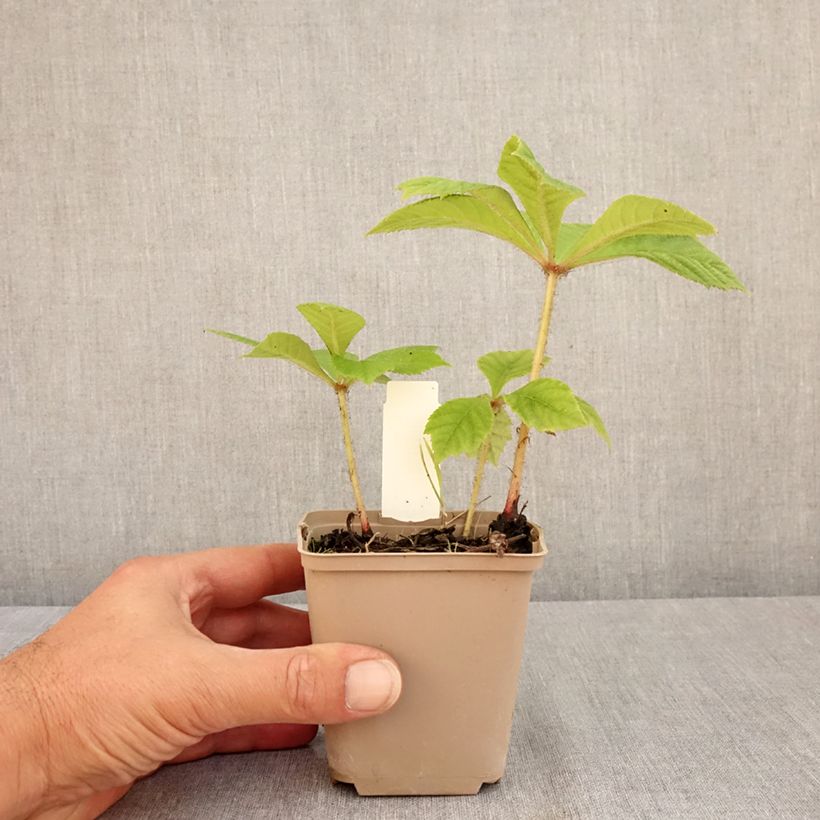 Spécimen de Rodgersia pinnata Elegans Godet de 8/9 cm tel que livré en été