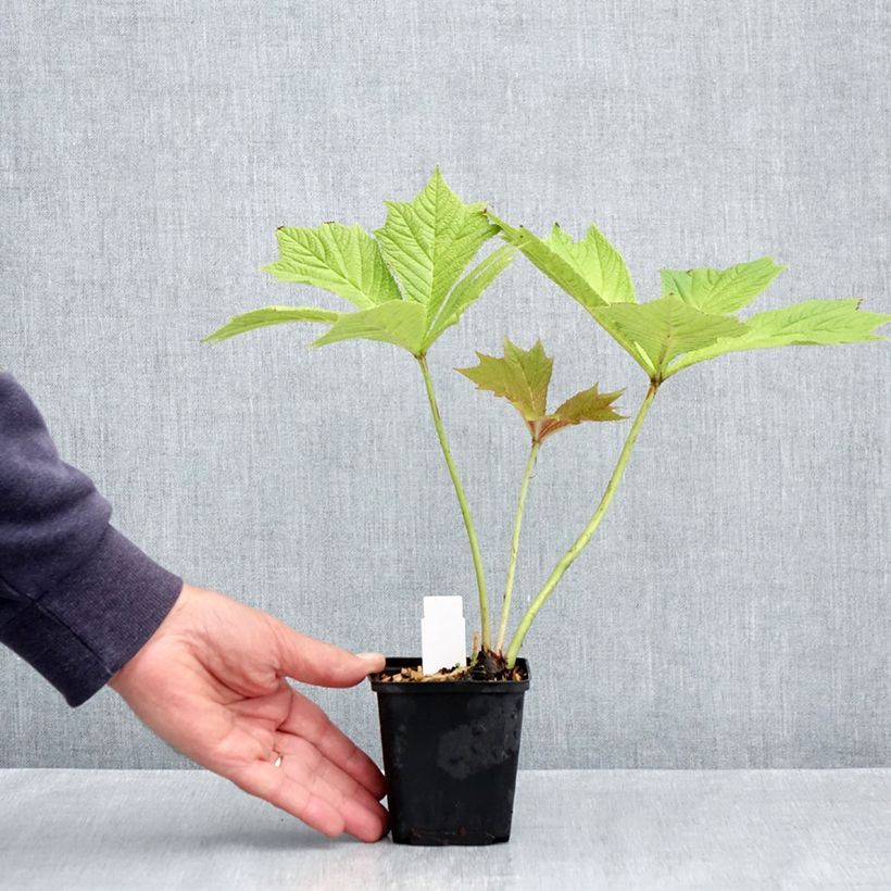 Example of Rodgersia podophylla Godet de 8/9 cm as you get in printemps