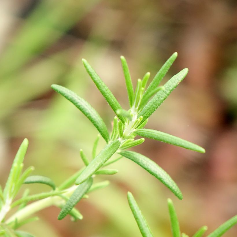 Romarin rampant - Rosmarinus officinalis Capri (Feuillage)