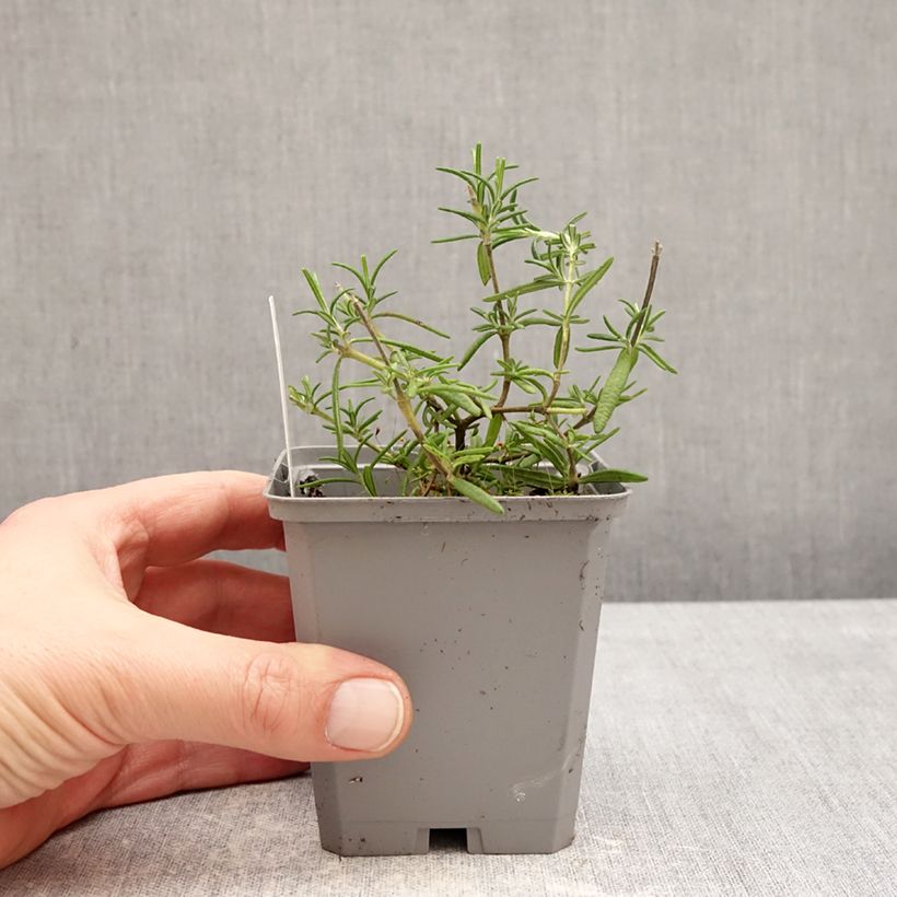 Example of Romarin rampant - Rosmarinus officinalis Capri Godet de 8/9 cm as you get in hiver