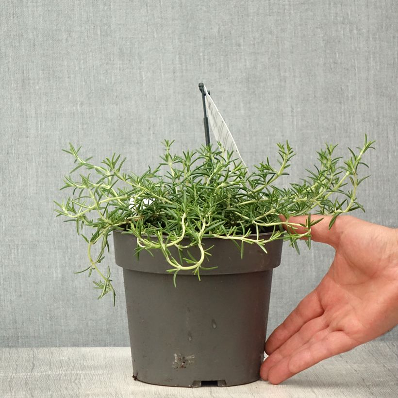 Example of Romarin rampant - Rosmarinus officinalis Capri Pot de 2L/3L as you get in printemps