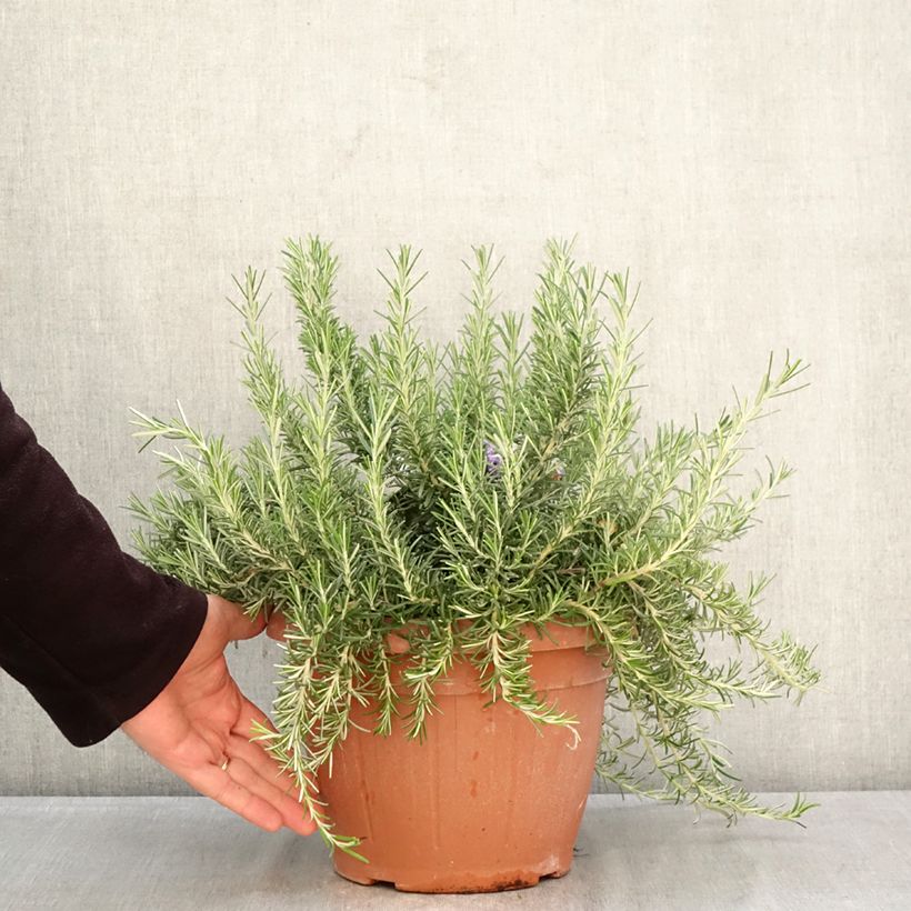 Spécimen de Romarin rampant - Rosmarinus officinalis Prostratus Pot de 4L/5L tel que livré au printemps