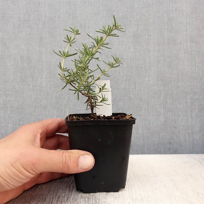 Example of Romarin - Rosmarinus officinalis Majorca Pink  Godet de 8/9 cm as you get in printemps
