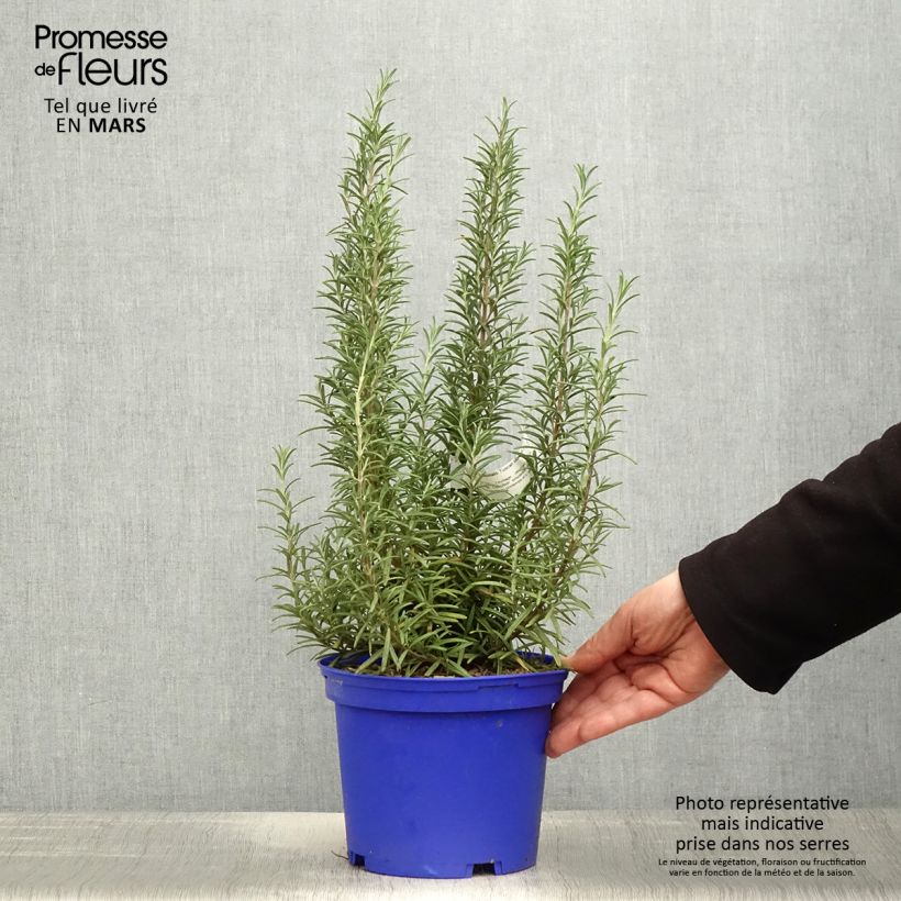 Example of Romarin - Rosmarinus officinalis Tuscan Blue Pot de 3L/4L as you get in printemps