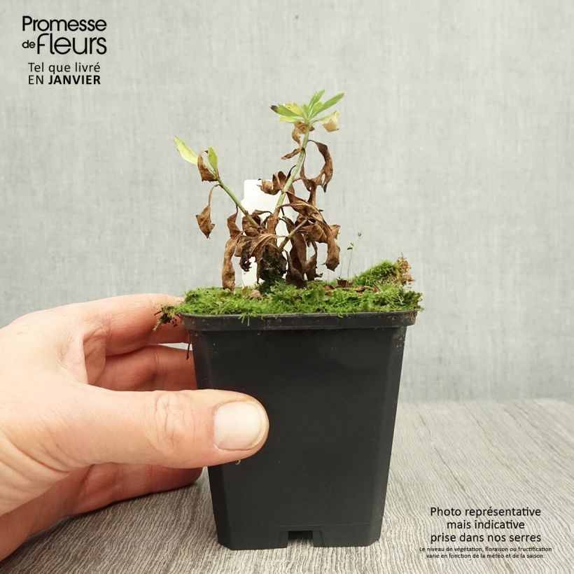 Example of Romneya coulteri - Pavot en arbre Godet de 8/9 cm as you get in hiver