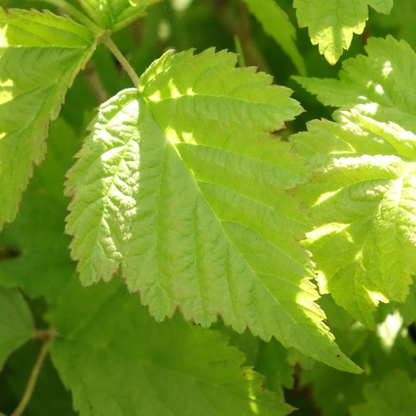 Ronce bleue - Rubus caesius (Feuillage)