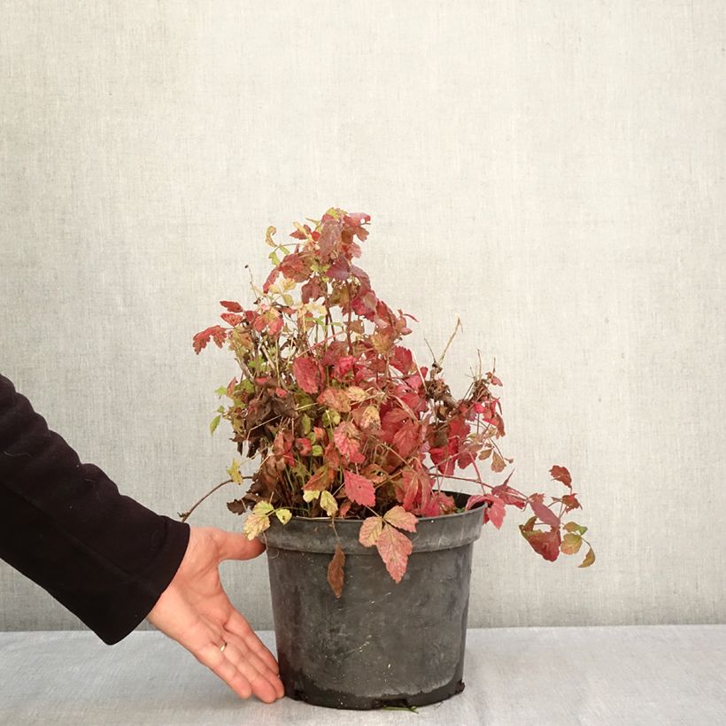 Spécimen de Ronce bleue - Rubus caesius Pot de 4L/5L, Touffe tel que livré en automne