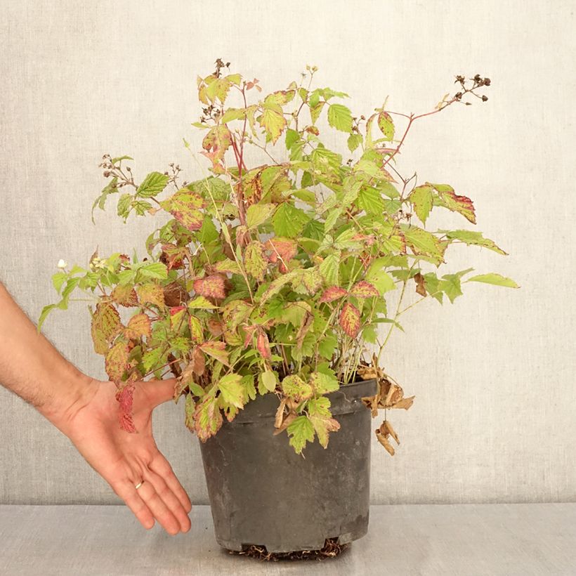 Spécimen de Ronce bleue - Rubus caesius Pot de 4L/5L, Touffe tel que livré en été
