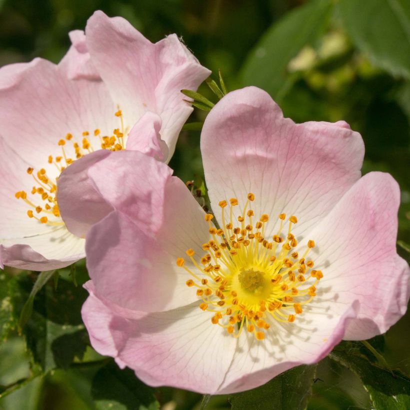 Églantier - Rosa canina (Flowering)
