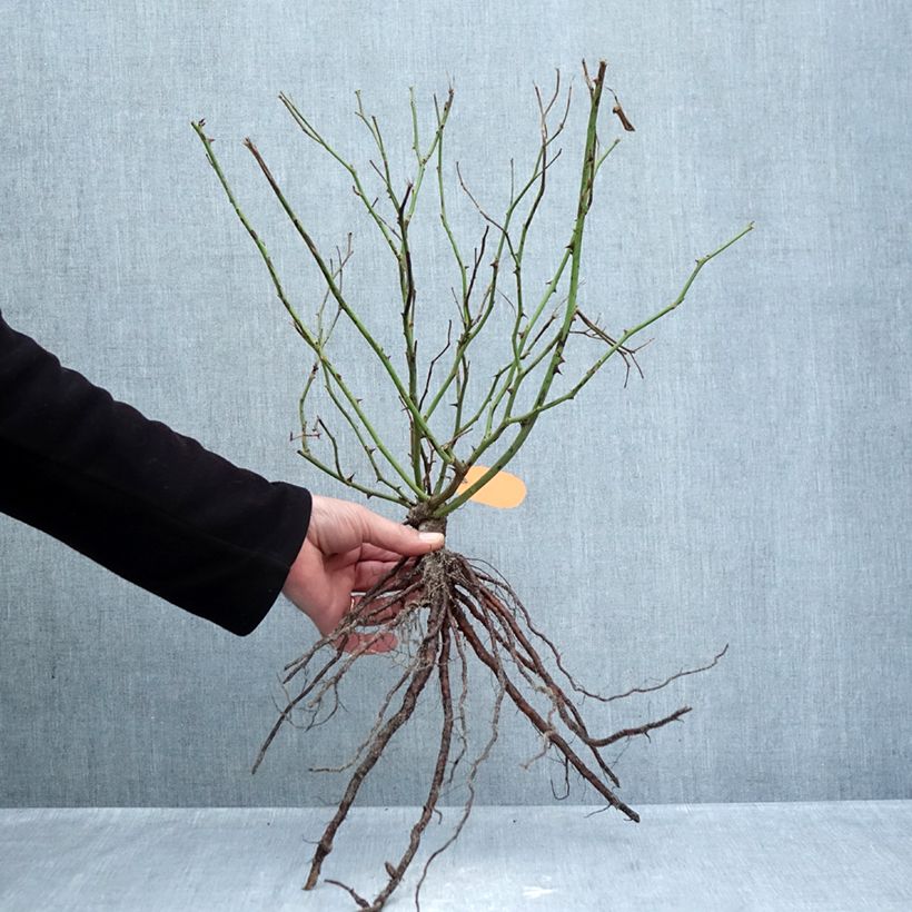 Example of Rosa Louis Blériot - Rosier paysager Racines nues as you get in hiver