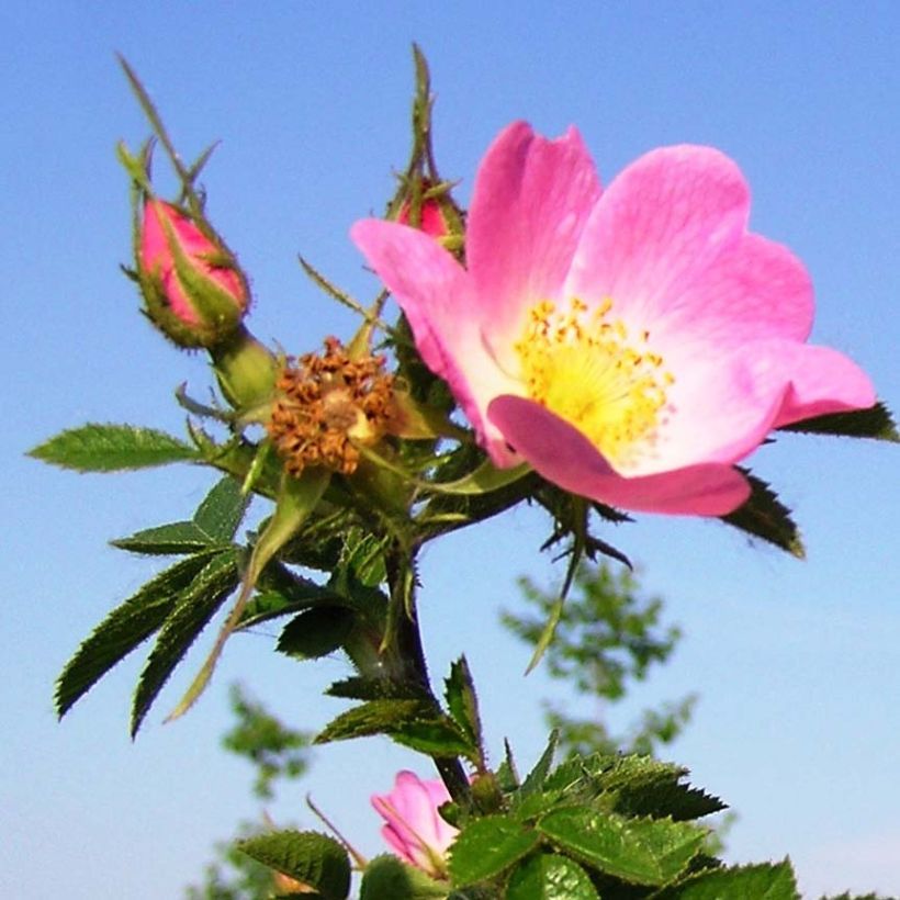 Eglantier odorant - Rosa rubiginosa (Flowering)