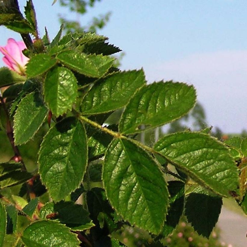 Eglantier odorant - Rosa rubiginosa (Foliage)