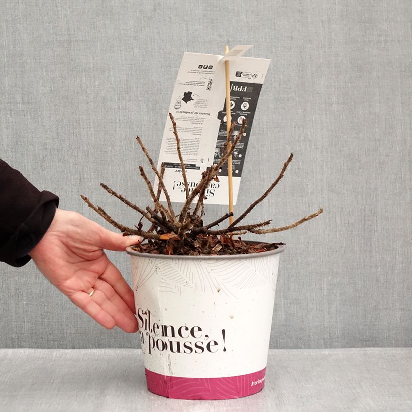 Spécimen de Rosa rugosa Angelia Purple Pot de 4L/5L tel que livré en automne
