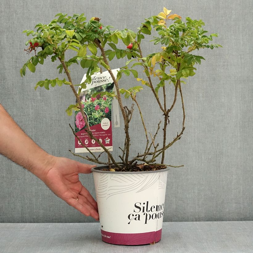 Spécimen de Rosa rugosa Angelia Purple Pot de 4L/5L tel que livré en été