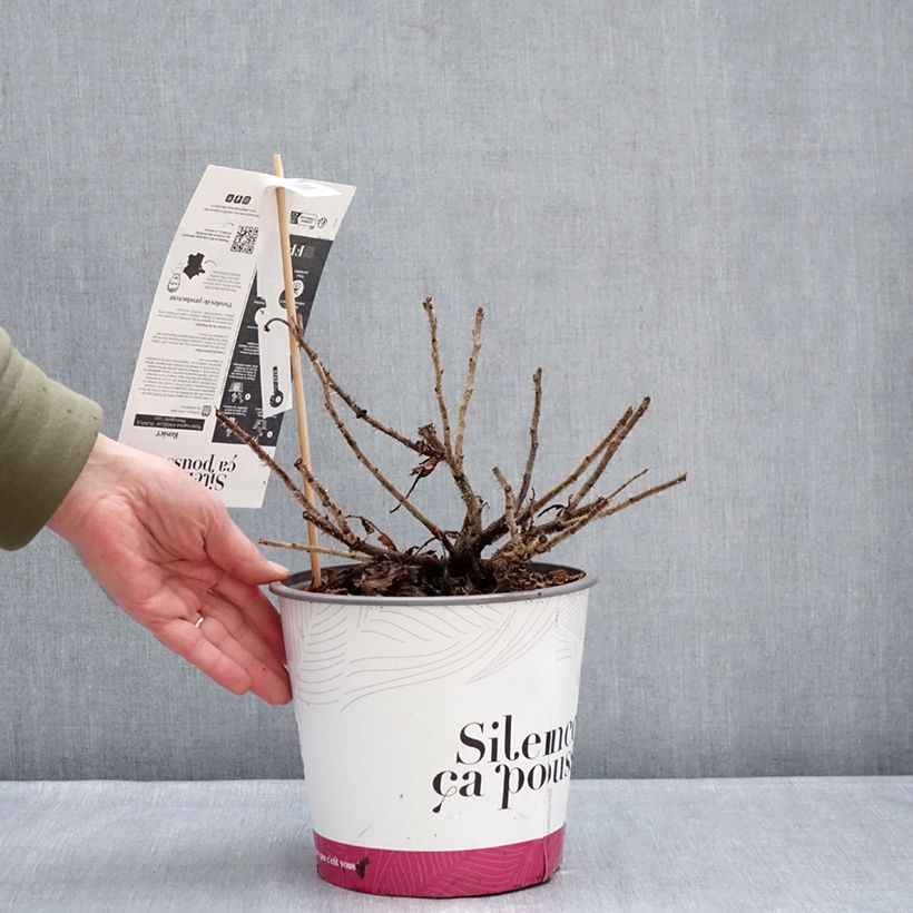 Example of Rosa rugosa Angelia Purple Pot de 4L/5L as you get in hiver