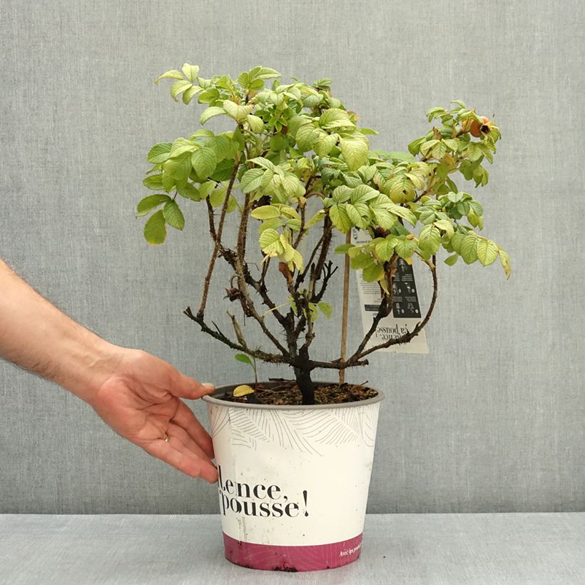 Spécimen de Rosa rugosa Angelia White Pot de 4L/5L tel que livré en été