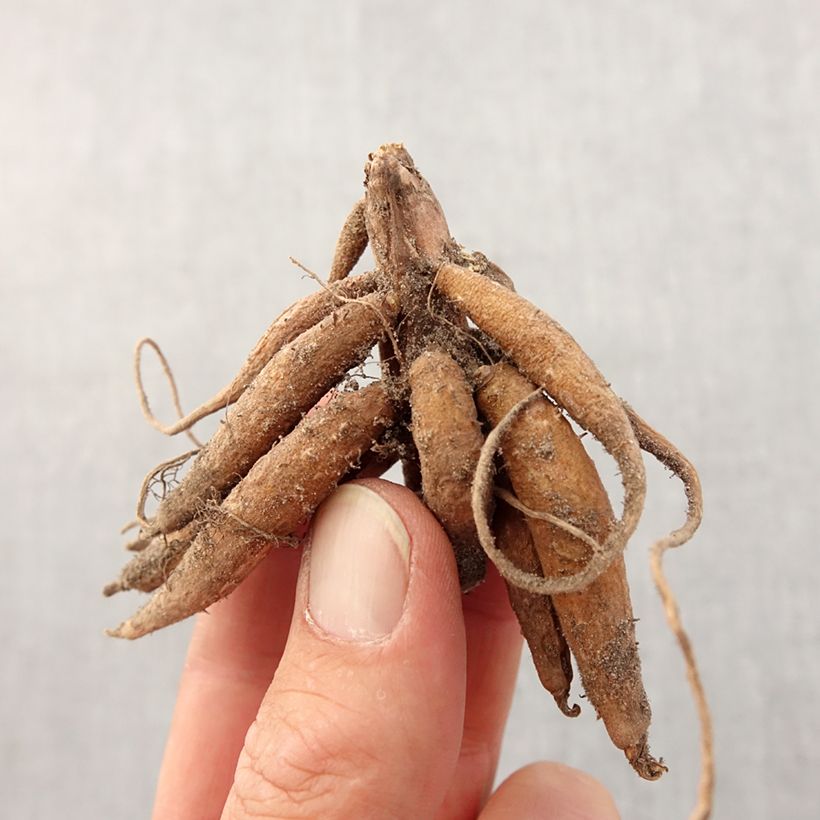 Spécimen de Roscoea purpurea Bulbe calibre I tel que livré au printemps