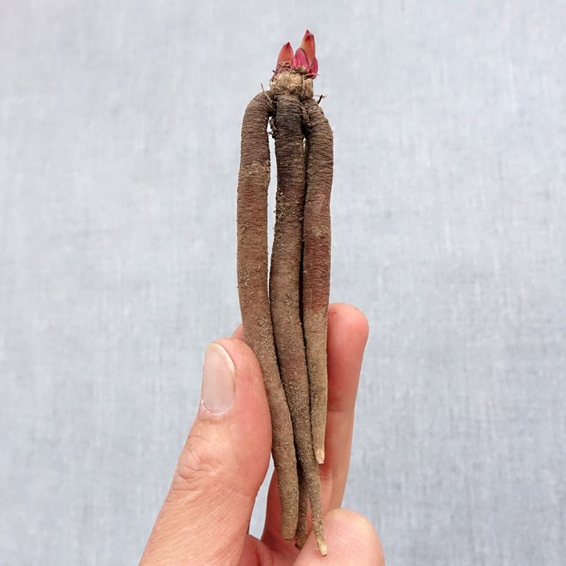 Spécimen de Roscoea purpurea Spice Island Bulbe calibre I tel que livré au printemps