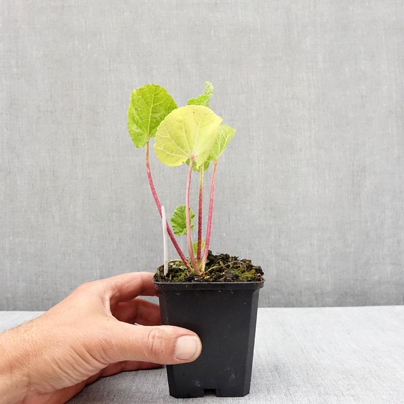 Example of Rose trémière - Alcea rosea Chater's Double Jaune Godet de 7/8 cm as you get in printemps