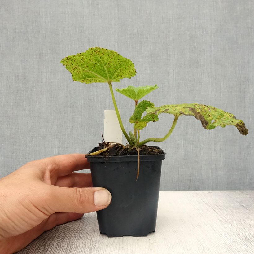 Spécimen de Rose trémière - Alcea rosea Chater's Double pourpre Godet de 8/9 cm tel que livré au printemps