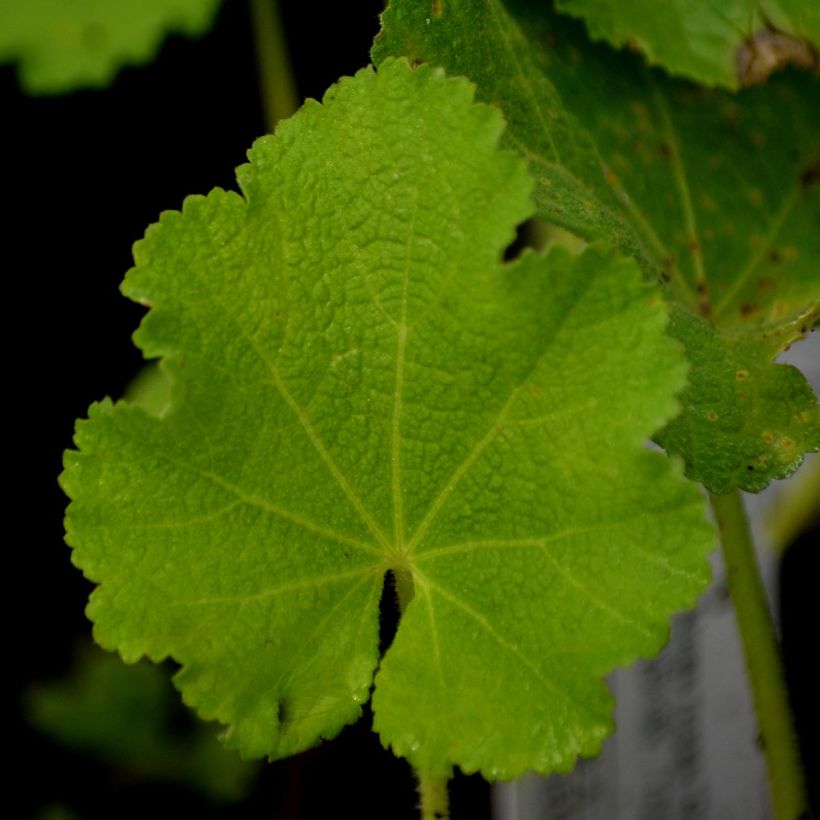 Rose Trémière - Alcea rosea Chater's Double rouge (Foliage)
