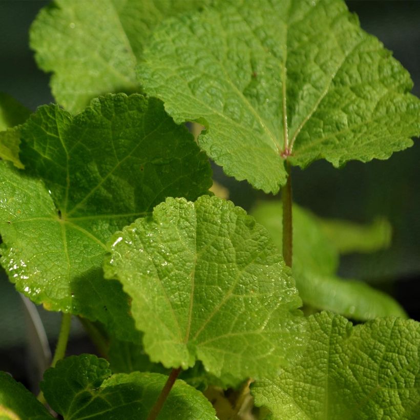Rose Trémière noire, Alcea rosea Nigra (Foliage)