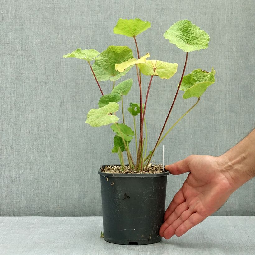 Spécimen de Rose Trémière noire, Alcea rosea Nigra Pot de 2L/3L tel que livré en été