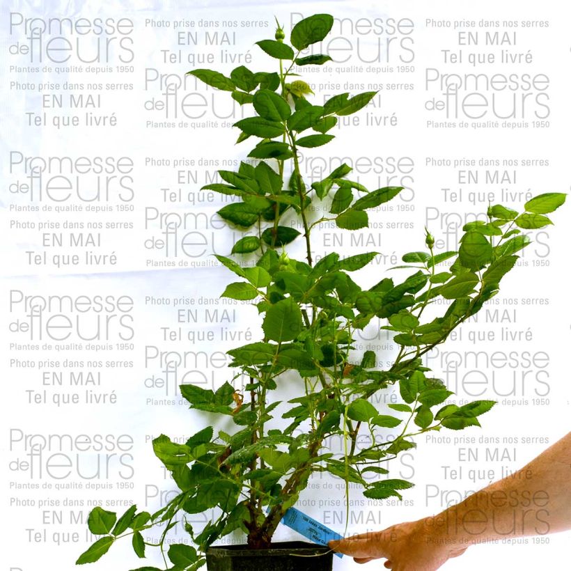 Example of Rosier Generosa 100 Idées Jardin Pot de 4L/5L as you get