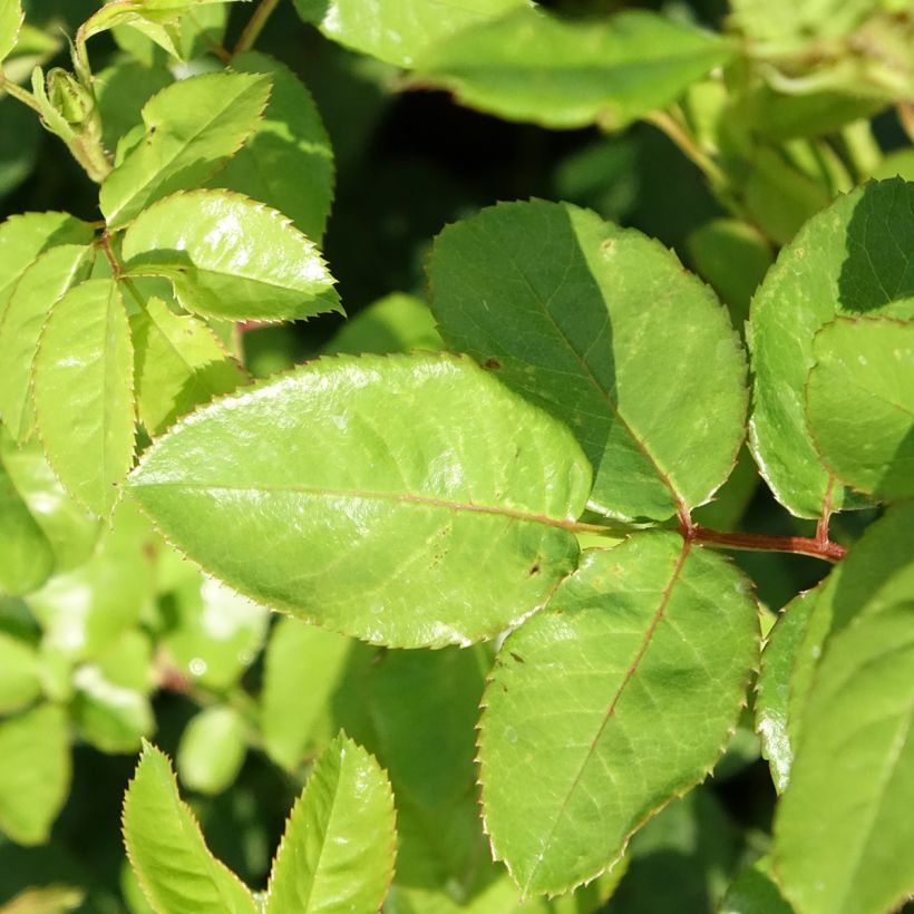Rosier à fleurs groupées Yellow MEILOVE ® (ANNY DUPEREY ® Meitongas) (Foliage)