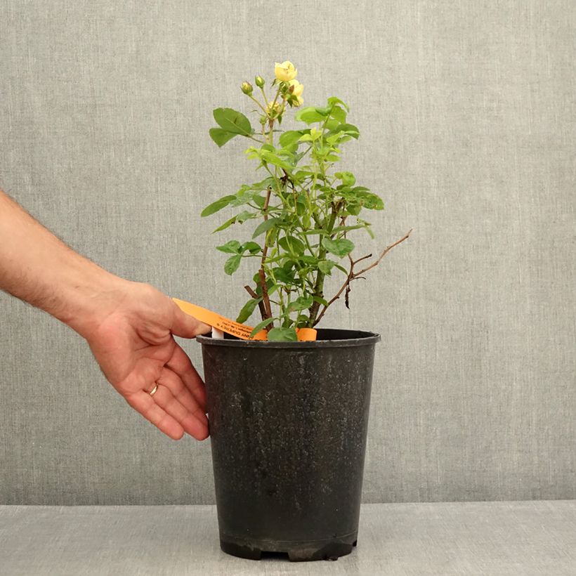 Spécimen de Rosier à fleurs groupées Yellow MEILOVE ® (ANNY DUPEREY ® Meitongas) Pot de 4L/5L tel que livré en été