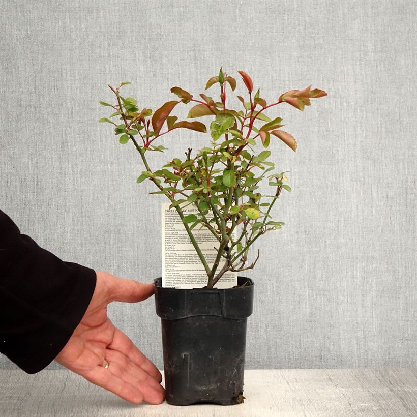Example of Rosier à fleurs groupées Astronomia Pot de 10 cm/11cm, Issu de bouture as you get in printemps
