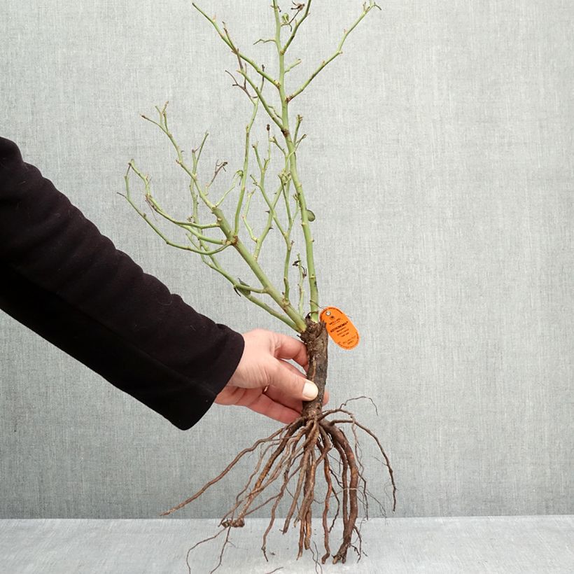 Example of Rosier à fleurs groupées Astronomia Racines nues as you get in hiver