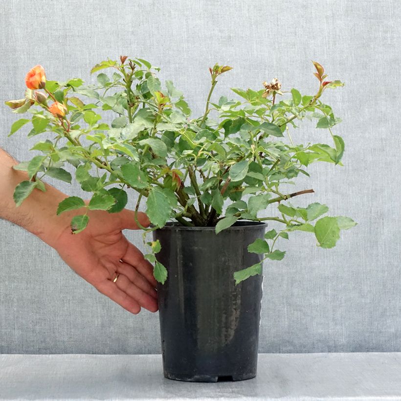 Spécimen de Rosier à fleurs groupées Bentheimer Gold Pot de 2L/3L tel que livré en été
