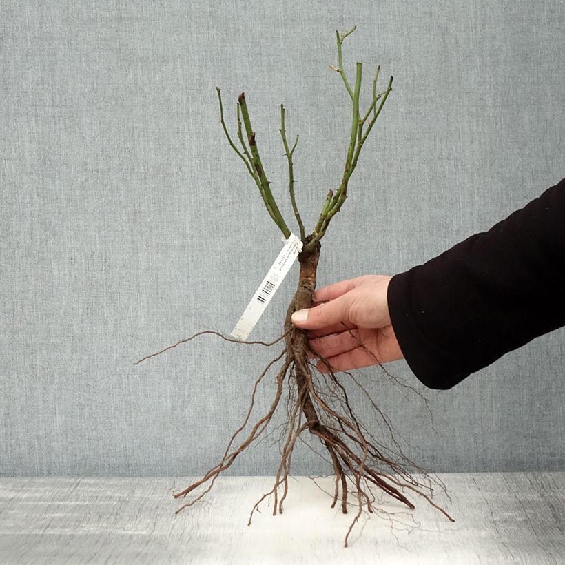 Example of Rosier à fleurs groupées Bentheimer Gold Racines nues as you get in hiver